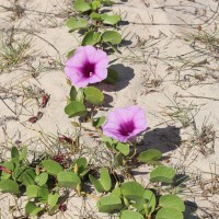 Ipomoea pes-caprae (L.) R.Br.